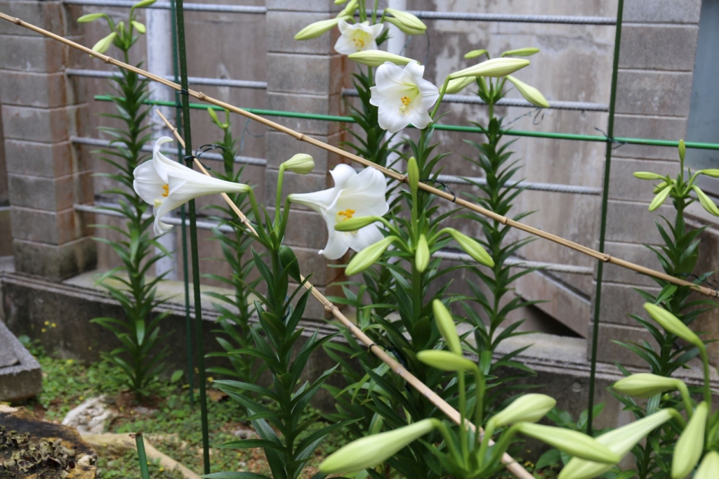 花いっぱいのキャンパスへ ユリの花が次々と咲き始めています 沖縄大学
