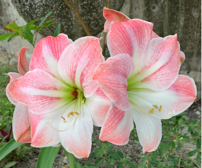 入学シーズン　キャンパスライフに彩りを！ユリの花もうすぐ満開です！